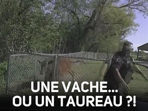 La course-poursuite du siècle : flic vs vache