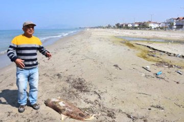 Kuşadası Körfezi'nde Bir Ayda Üçüncü Yunus Öldü