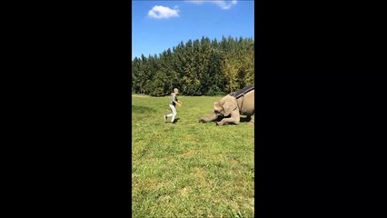 L'amitié d'humain et animaux