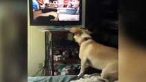 Quand ton chien veut à tout prix rejoindre les chiens dans la TV