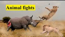 #09 Animal fights - Jaguar attacks crocodiles capybaras - Animal attacks