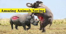 #04 Amazing Animals Saving Other Animals Compilation - Animal Heroes