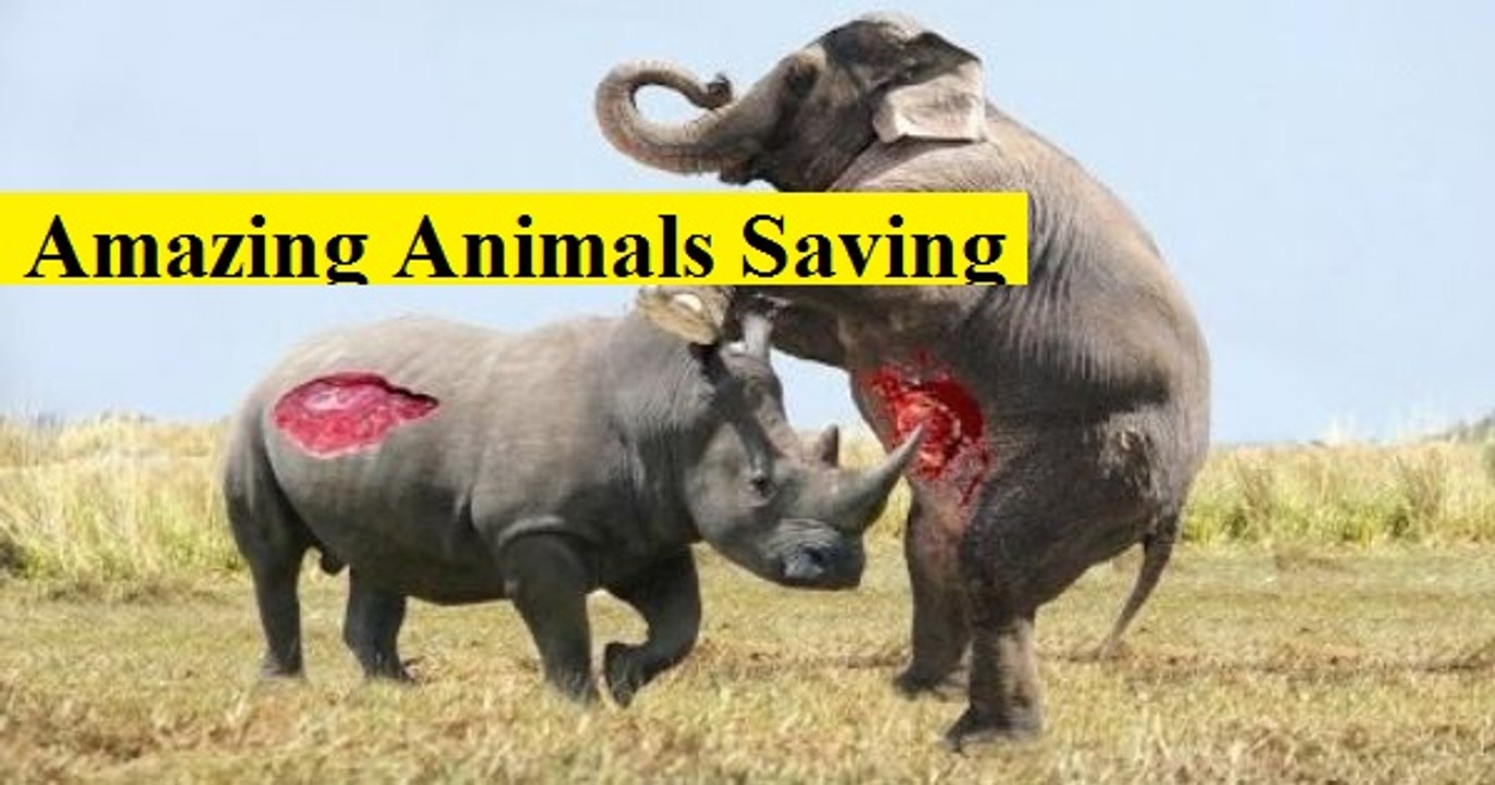 #04 Amazing Animals Saving Other Animals Compilation - Animal Heroes