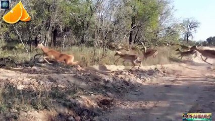 #05.Leopard Kills Impala In Mid-Air - Most Amazing Wild Animal Attacks