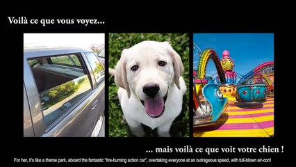 COMMENT LES ANIMAUX VOIENT LE MONDE (PARTIE2) - PAROLE D'ANIMAUX