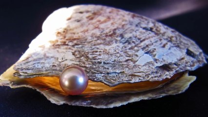Comment Les Huîtres Fabriquent-elles Les Perles _