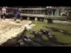 Gator Trainer Dives Headfirst Into Gator-Filled Pool