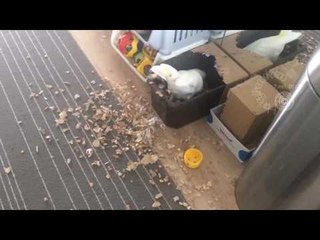 Cockatoo Makes a Mess Just After Cleaning