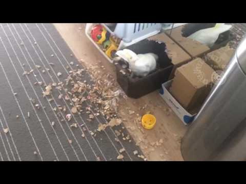 Cockatoo Makes a Mess Just After Cleaning