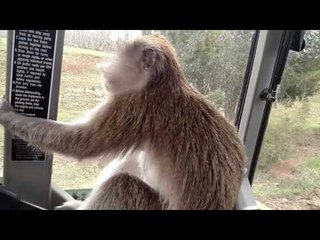 Pet Monkey Gets a Tour of the Farm on a Tractor