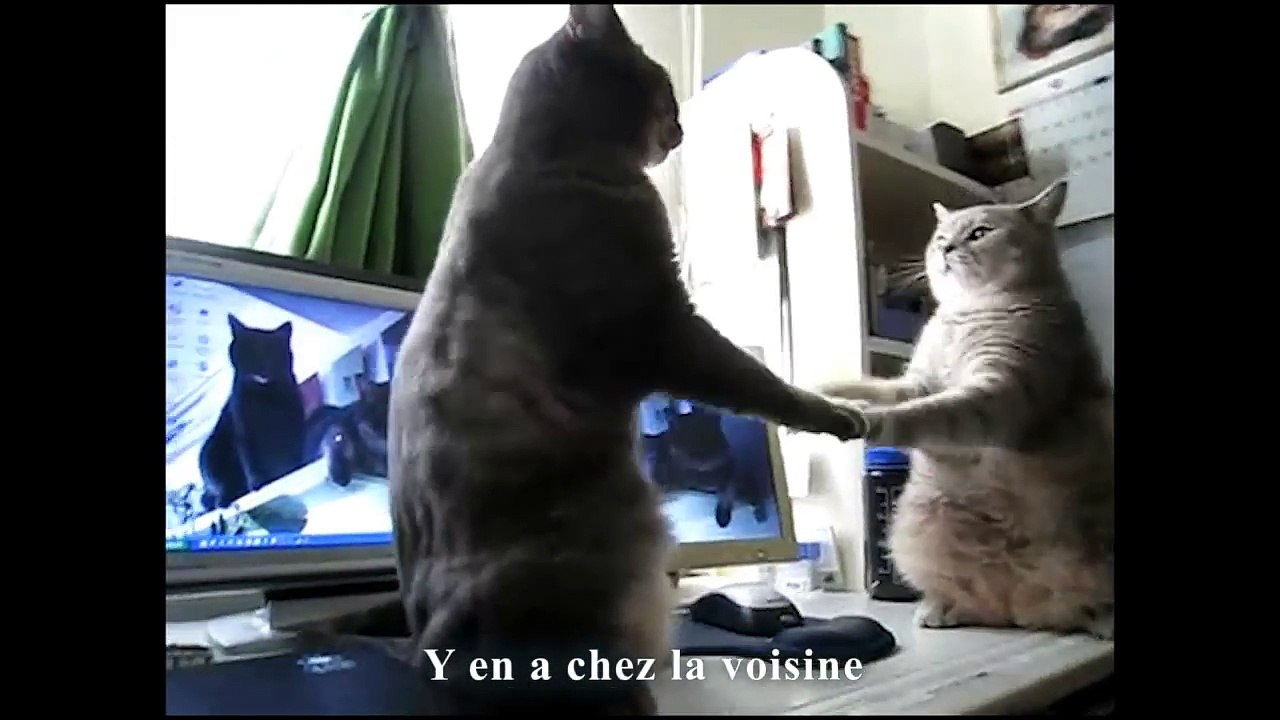 DANSONS LA CAPUCINE - PAROLE DE CHAT