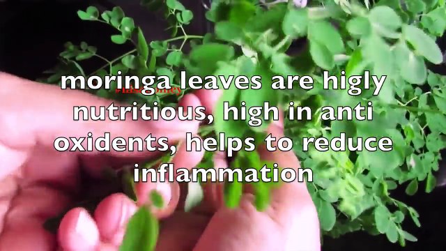 Get Flat Belly_Stomach In 7 Days No Diet No Exercise 100% Natural Moringa Green Detox Diet Drink