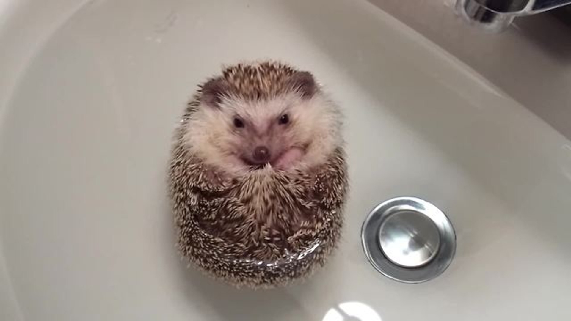 Hedgehog curls into ball, floats during bath - video Dailymotion