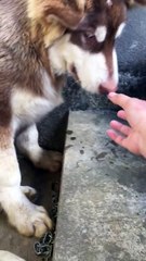 Thằng Mật con . Vừa xấu tính lại còn tham, không thể chấp nhận được