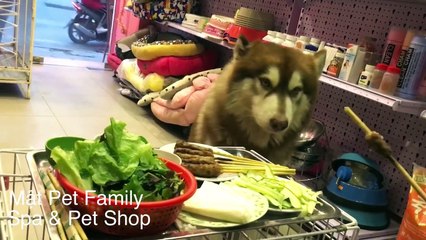 Thằng Mật ăn tàn phá hại - tôi tốn tiền với nó quá mà trời ơi