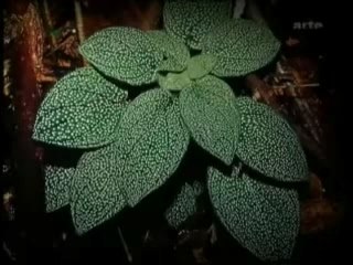 Les réalisations de Patrick Blanc