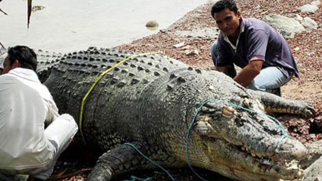 Top Biggest Crocodile Ever Caught - - video Dailymotion