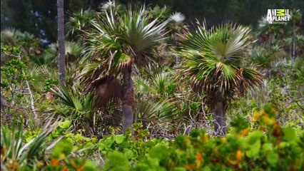 Bahama Selvagem - Terra de Maravilhas 480p HDTV-Master