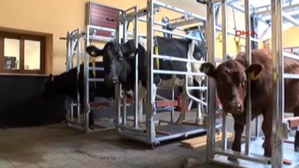 Bursa Bakan Çelik Damızlık Sığırlarına Embriyo Transferi Törenine Katıldı-1