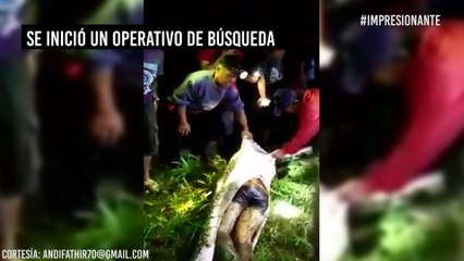 Impactante: una pitón mata y se come a un hombre de 25 años