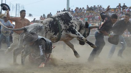 IMPRESIONANTE JARIPEO RANCHERO UN PAR DE VALIENTES JINETES SE ENTRETIENEN CON EL TORO SALVAJE