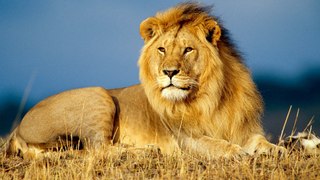 The King's Pride - Big Cats Of The Timbavati - Wildlife Documentary HD