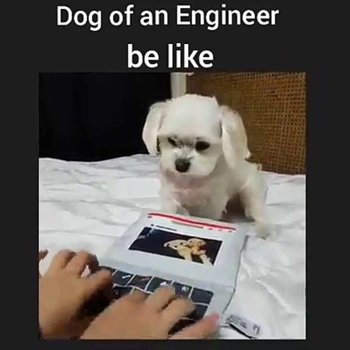 Dog of an Engineer_What's an ability in Dogs