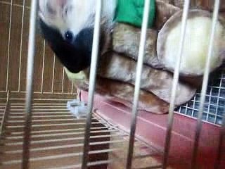 あくびをするモルモット