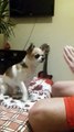 Puppy High Fives