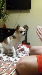 Puppy High Fives