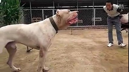 Pitbull ve Arjantin Dogo Karşı Karşıya