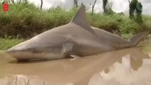 Inondations et requin en pleine rue: les ravages du cyclone Debbie