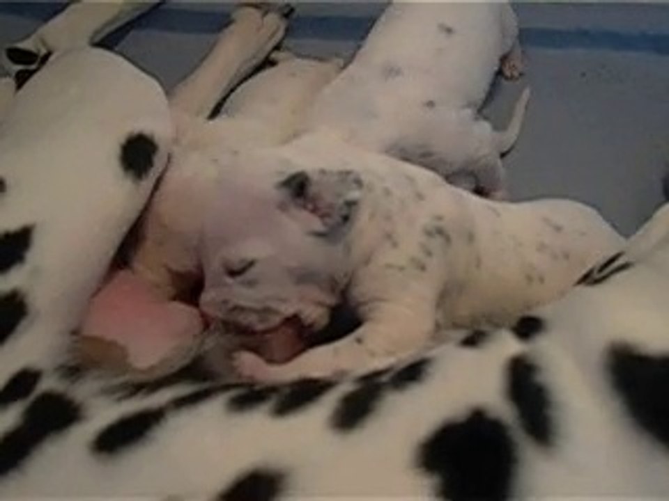 Periode anniversaire : Cléo et ses bébés il y a 7 ans.