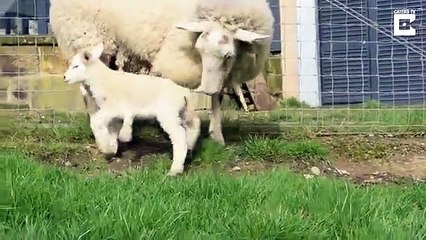 Cette brebis est née avec 5 pattes !