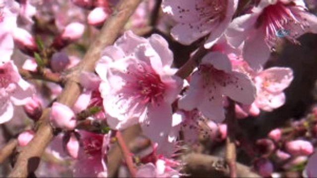 Tokat Gıda Tarım ve Hayvancılık Müdürü Orhan Şahin: Gıda, Tarım ve Hayvancılık Bakanlığı, Ürününü...