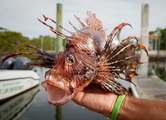 peixe leão Vs garoupa, animais em extinção, fotos de animais, animais domesticos, animais extintos, animais h