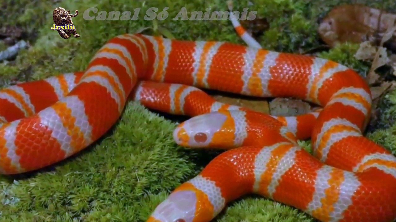 Top animais selvagens, COBRA DE DUAS CABEÇAS, Animals, Confrontos animais, Serpentes atacando animais e humanos, Li