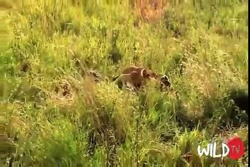 CRAZIEST Animal Attack - Lion Kill  Buffalo, Crocodile, Elephant, Deer, Zebra