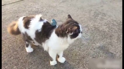 Un oiseau aime bien se balader sur le dos d'un chat !