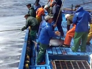 PESCARIA EM AUTO MAR
