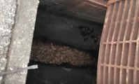 Ducklings Rescued From a Drain in Florida