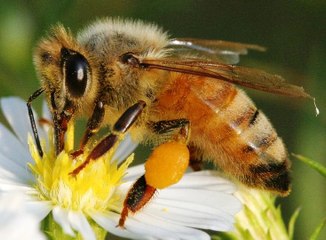 ABELHAS ASSASSINAS AFRICANAS, VIDA SELVAGEM, REINO ANIMAL