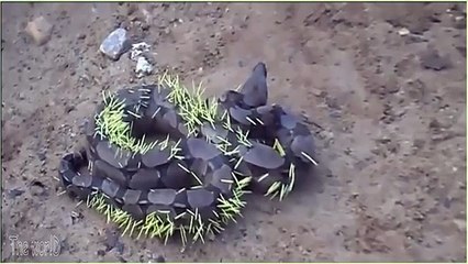 Gjarpri tenton të hajë iriqin, por e pëson keq