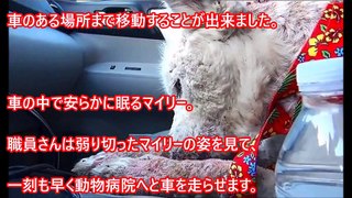 【衝撃】ゴミ処理場から助け出された犬 美しいハスキー犬に戻るまでの 奇跡のストーリー【感動】