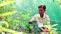 VnExpress | Đời sống | Người đàn ông 20 năm nuôi sâu nhân giống các loài bướm