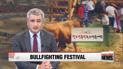 Cheongdo Bullfighting Festival kicks off