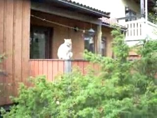 Findus,Flisan och Sobbi. 23 Sepember - 07