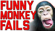 Very Funny Video's-monkey Funny Video-waqas ahmad video
