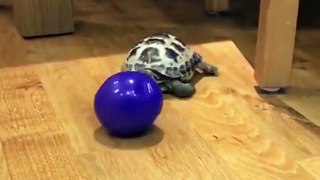 Tortoise Plays With Ball Like Dog