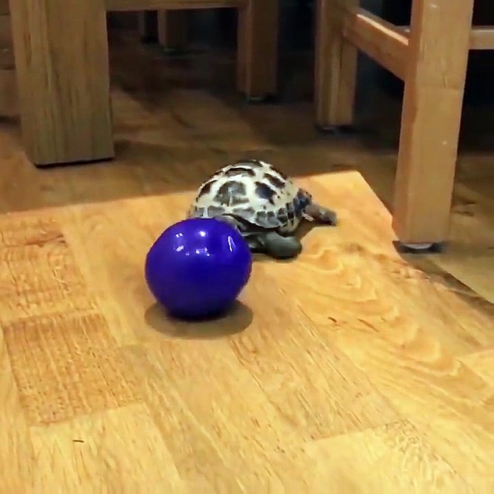 Tortoise Plays With Ball Like Dog